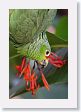 LaPaz - 023 * Red-lored Parrot * Red-lored Parrot